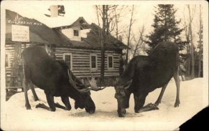 Pair of Moose Kneeling - Wisconsin Cancel 1919 Real Photo Postcard