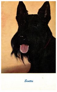 Dog   Scottie