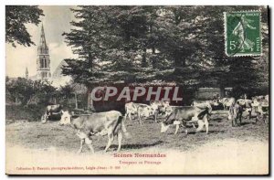 Old Postcard Folklore Herd Cows grazing in Normandy