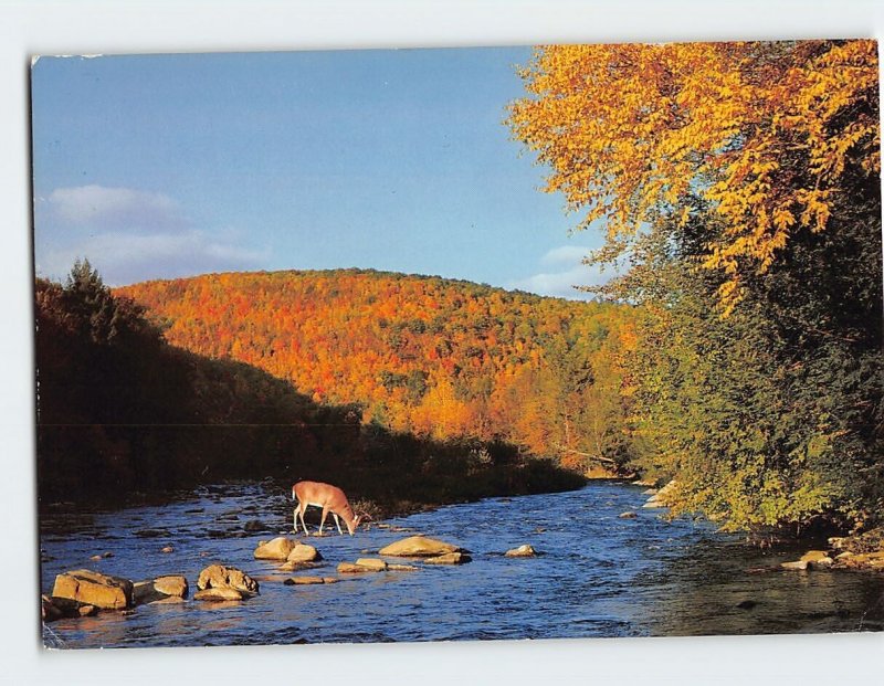 Postcard Majestic Whitetail Buck Drinks from a Scenic Stream in Northeast PA USA