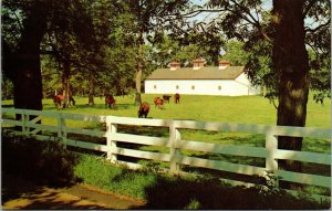 Vtg Fayette County Kentucky KY Calumet Farm Horses Barn 1970s Postcard