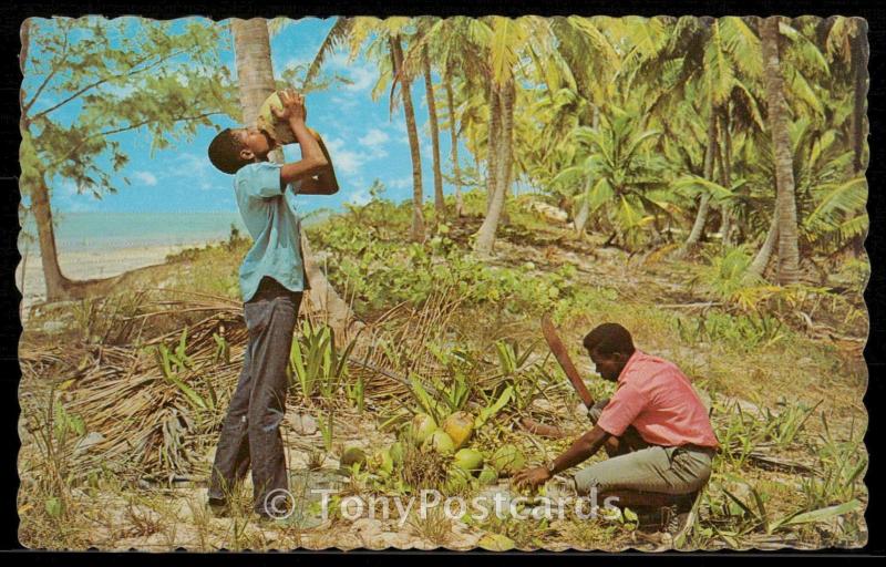 The Tropical Caribbean - Cool, refreshing coconut milk