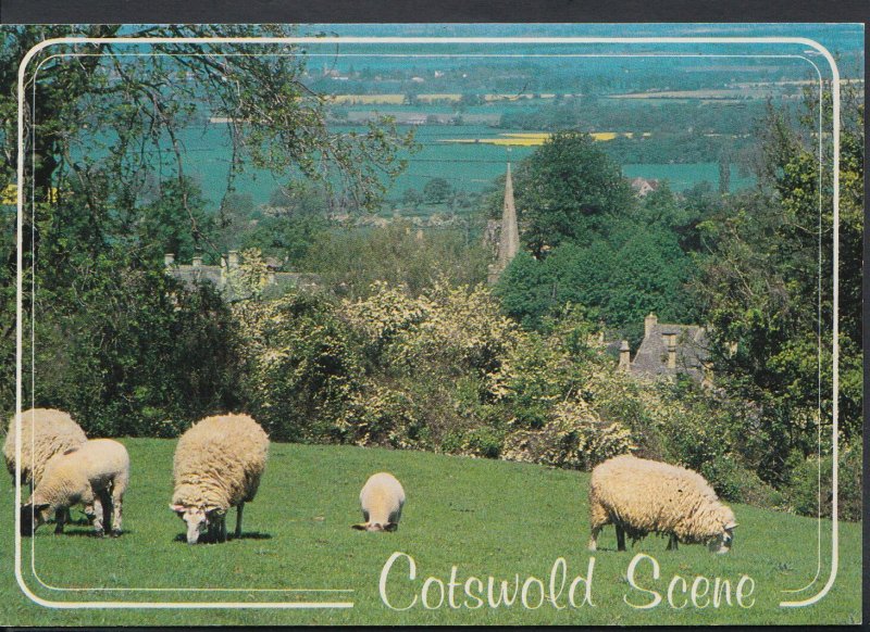 Gloucestershire Postcard - Sheep In Field, Cotswold Scene Above Stanton   RR233