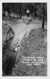 Petrified Tree Timber of Ages, real photo Black Hills SD 