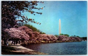 M-40024 Washington Monument and Cherry Blossoms Washington D C