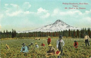 C-1910 Picking Strawberries Hood River Mt Hood Farm Agriculture Postcard 20-2348