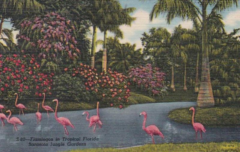 Florida Sarasota Flamingos At Sarasota Jungle Gardens 1957 Curteich