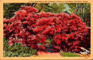 Texas Galveston Rare Speciman Of Gorgeous Azalea In Full Bloom 1942 Curteich