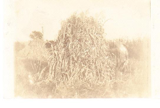 Large Pile of Corn Stalks - Real Photo