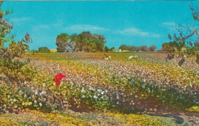 Cotton Field In The Sunny South