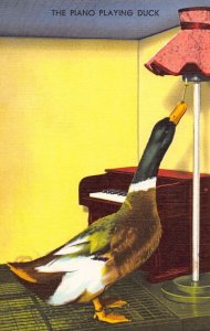 LPD25   Duck Playing Piano Music,   Postcard