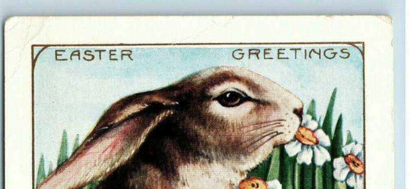 c. 1906 Adorable Easter Greetings Postcard Rabbits Carrot Whitney Made Undivided 