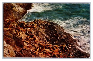 Vintage Postcard OR Oregon Coast Sea Lions Sunning