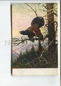 473053 Tetrao capercaillie HUNT Bird on Tree Vintage N.K.G. postcard