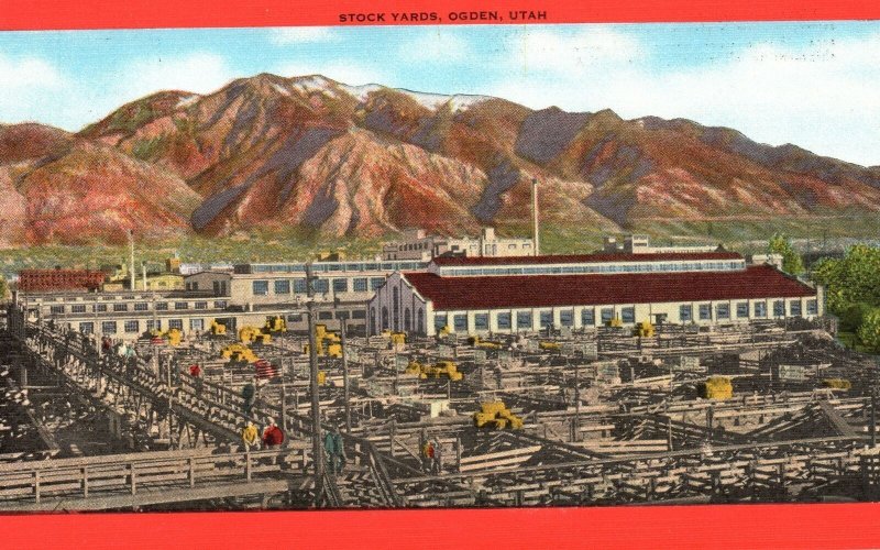 Vintage Postcard 1930's Large Stock Yards Hold Ranch Cattle Ogden City Utah UT