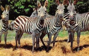 Grant Zebras Catskill Game Farm, NY, USA Zebra Unused 
