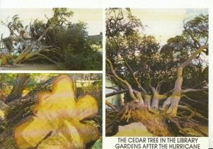 Essex Postcard - Leigh, Cedar Tree In Library Gardens After 1987 Hurricane 3585A