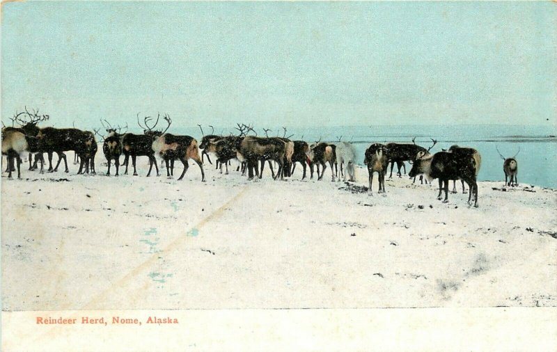 c1907 Postcard; Caribou Reindeer Herd, Nome Alaska AK unposted