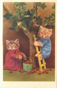 Postcard Dressed Kitten Tabby Cats Pick Apples 9397 Davidson
