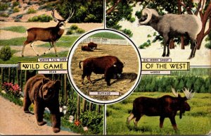 Animals Wild Game Of The West Bear Big Horn Sheep Buffalo White tail Deer and...