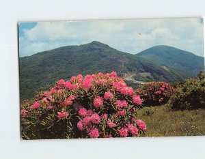 Postcard Rhododendron In Bloom Craggy Gardens Black Mountain North Carolina USA