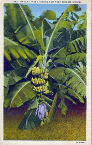 [ Linen ] US Florida - Banana Tree