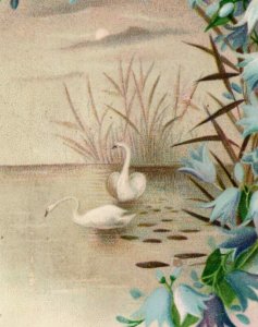 1880s Victorian New Year's Card Moonlight Lake Swans Bluebell Flowers 7E