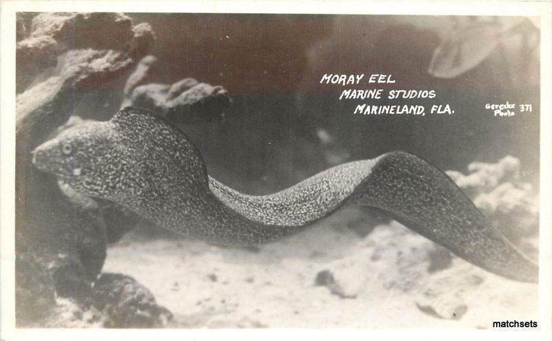 1940s Moray eel Marine Studios Marineland Florida Gerecker RPPC Real photo 10416