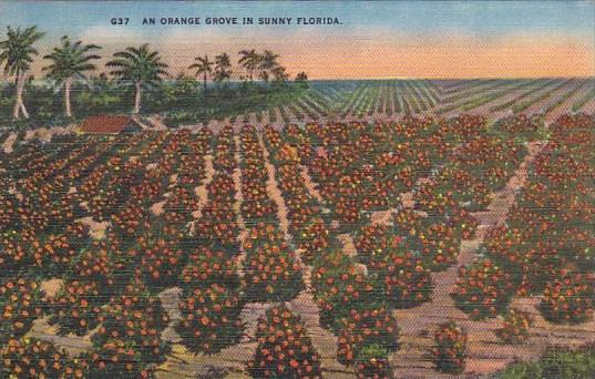 An Orange Grove In Sunny Florida