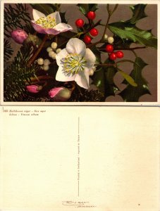 Christmas Rose (32850