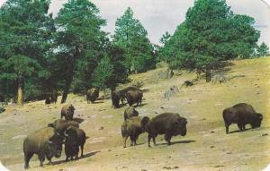 Buffalo (American Bison) Herd - pm 1959