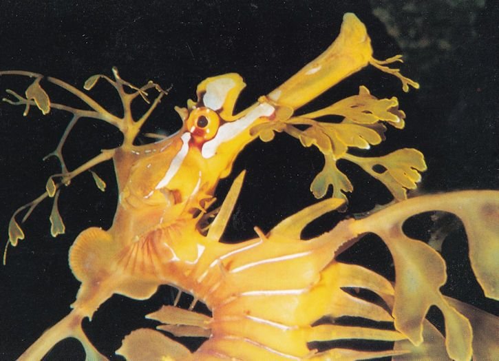 Leafy Seadragon at Kangaroo Island Australia Postcard