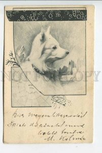 439155 NORTH POLE Exploration LAIKA Samoyed dog Spitz Vintage postcard