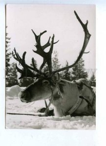 201877 FINLAND Lappland ReinDeer draft-animal Old photo RPPC