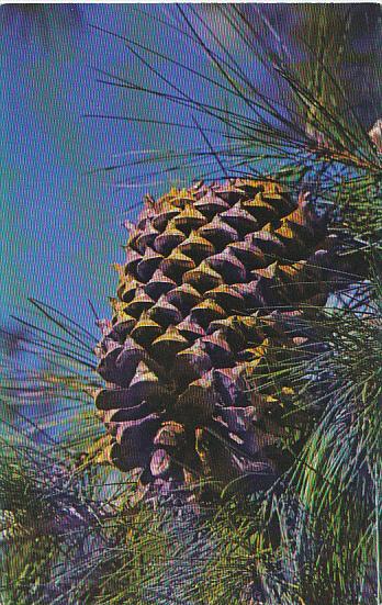 Coulter Pine Cone Idyllwild California