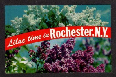 NY Lilac Time in ROCHESTER NEW YORK Postcard PC