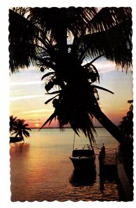 Palm Tree The Bahamas Islands