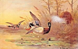 SHOOTING DUCKS FROM A BLIND-ARTIST DRAWN & SIGNED HUNTING POSTCARD