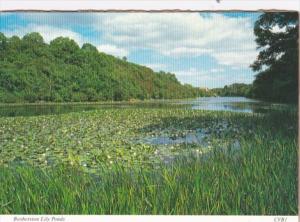 Wales Bosherston Lily Ponds