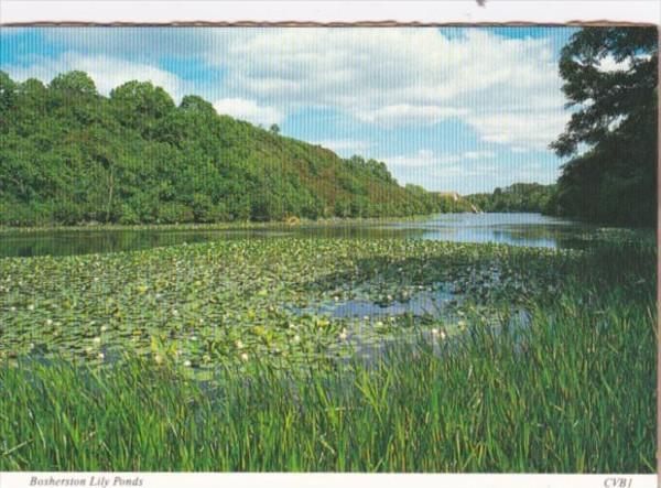 Wales Bosherston Lily Ponds