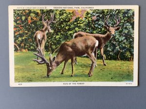 Pets Of The Forest Sequoia National Park CA Litho Postcard A1153093540