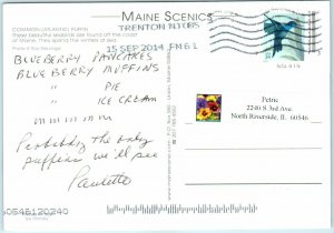 Postcard - Common (Atlantic) Puffin - Seabirds - Maine 