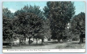 AUBURN, Indiana IN ~ Bass Wood Tree NORTH JACKSON STREET Scene 1909 Postcard