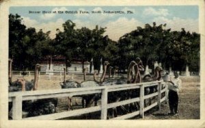 Ostrich Farm - Jacksonville, Florida FL Postcard