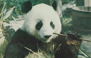 Giant Panda London Zoo 1970s Postcard
