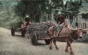 PC PHILIPPINES, NATIVE CARABAO CARTS, Vintage Postcard (B39836)