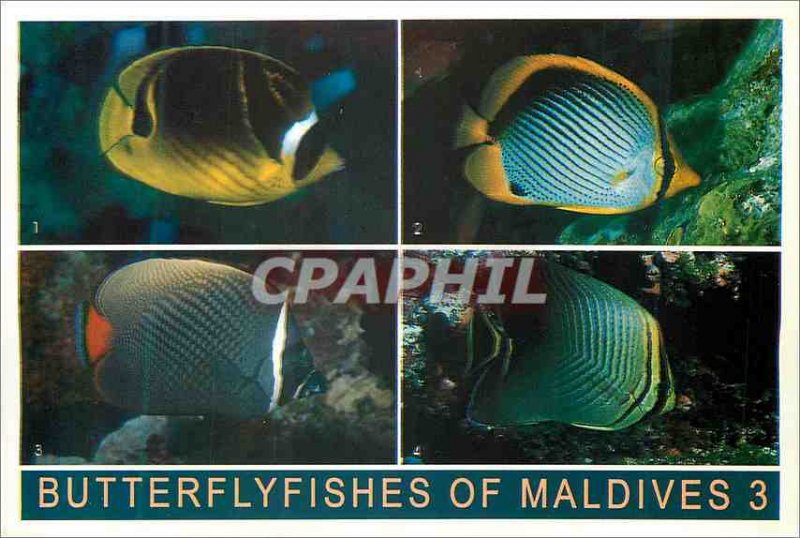 Postcard Modern Butterflyfisches of Maldives