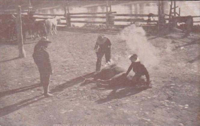 Cows Cowboys Branding Slick Ears Flathead Reservation