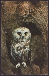 Saw Whet Owl Postcard