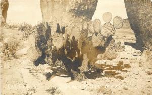 c1920 RPPC Postcard; Opuntia Prickly Pear Cactus, Deming NM Luna County Unposted